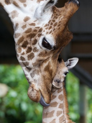 Hailey the giraffe nuzzles her newborn male calf, born at the zoo on Monday morning. Dublin Zoo has invited suggestions for the calf's name through Facebook.