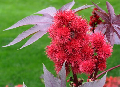 Blooms on the caster oil plant from which ricin can be made.
