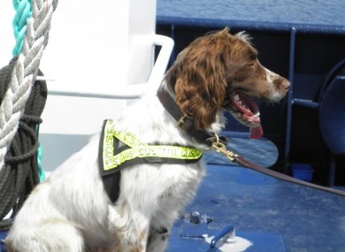 Harvey the sniffer dog.